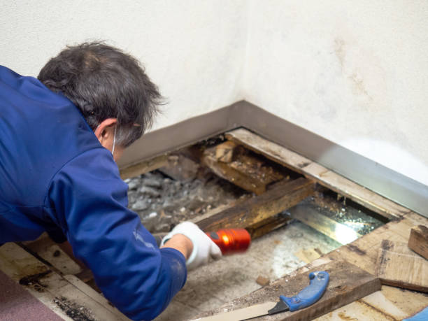 Best Mold Damage Repair  in Allendale, SC