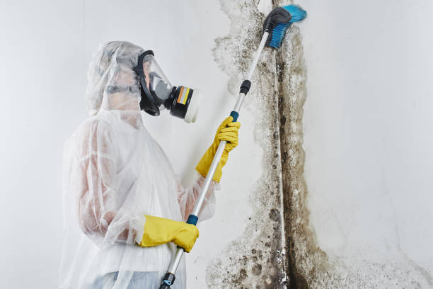 Best Mold Testing  in Allendale, SC
