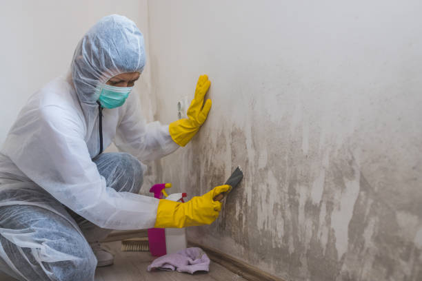 Best Attic Mold Removal  in Allendale, SC