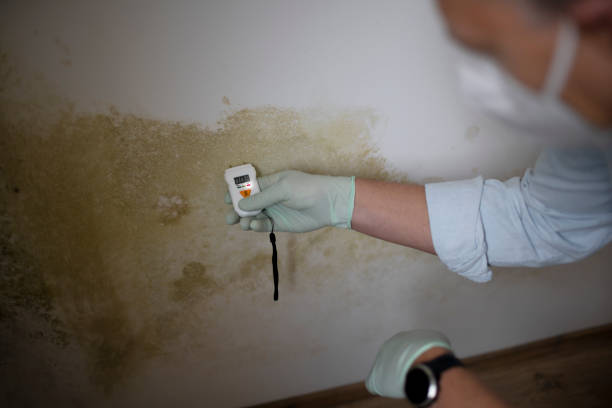 Crawl Space Mold Removal in Allendale, SC