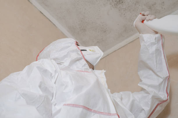Professional Mold Removal in Allendale, SC