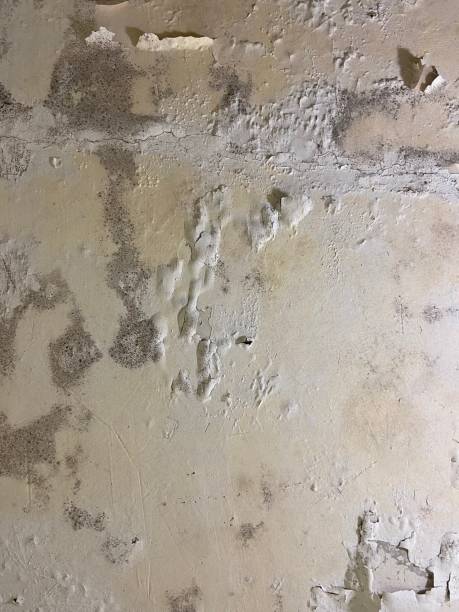 Best Office Mold Removal Services  in Allendale, SC