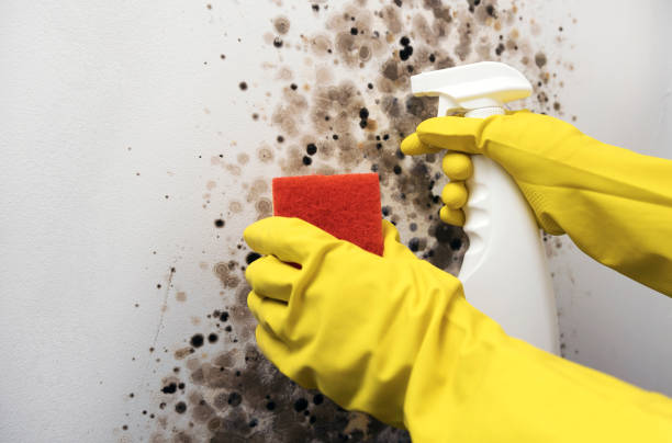 Office Mold Removal Services in Allendale, SC