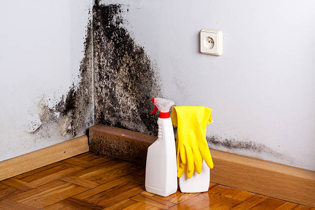 Mold Testing and Removal in Allendale, SC