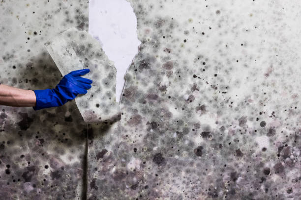 Best Crawl Space Mold Removal  in Allendale, SC